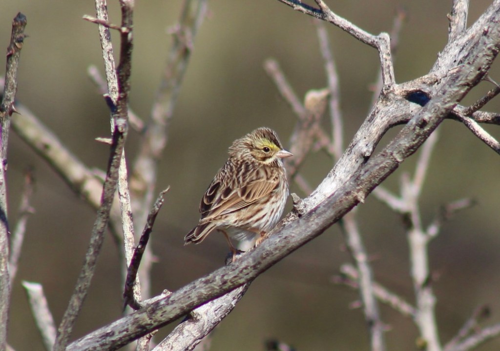 Palm Trees and a Blast of Polar Air: Birding in the Sunshine State on Christmas Eve