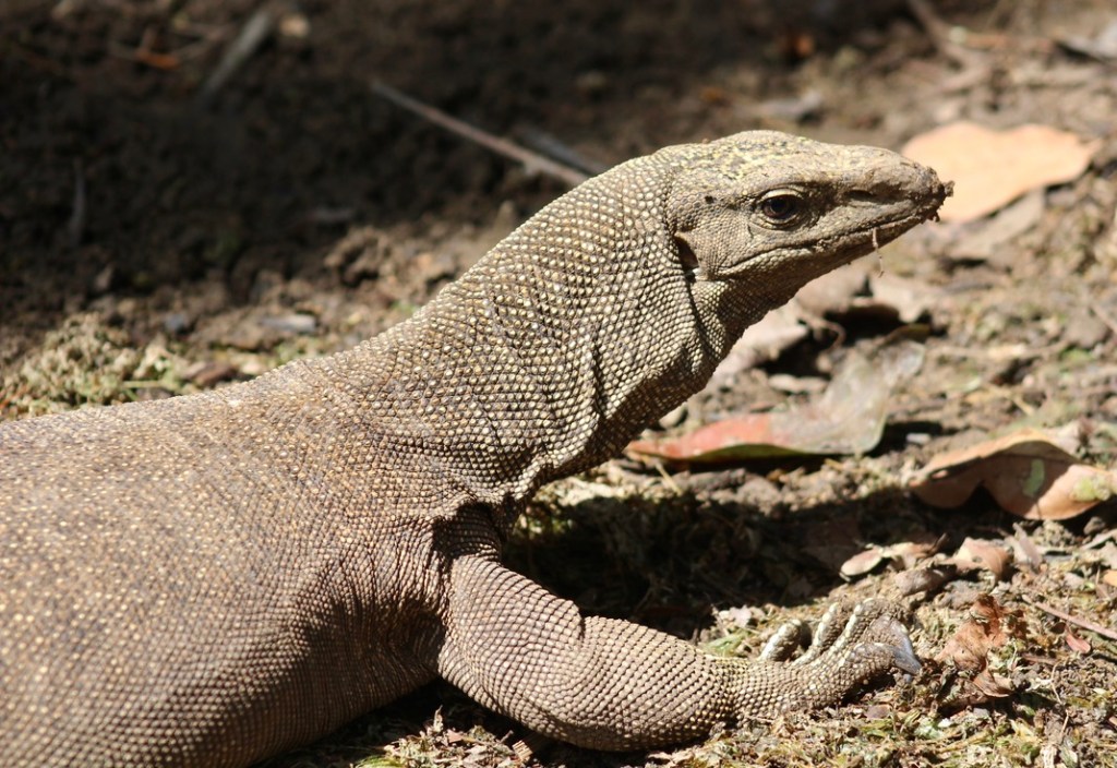An Intriguing Birding Trip to Singapore’s Botanic Gardens