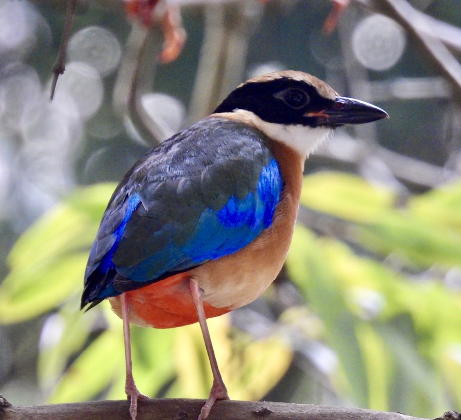 A Productive Weekend of Migratory Birds