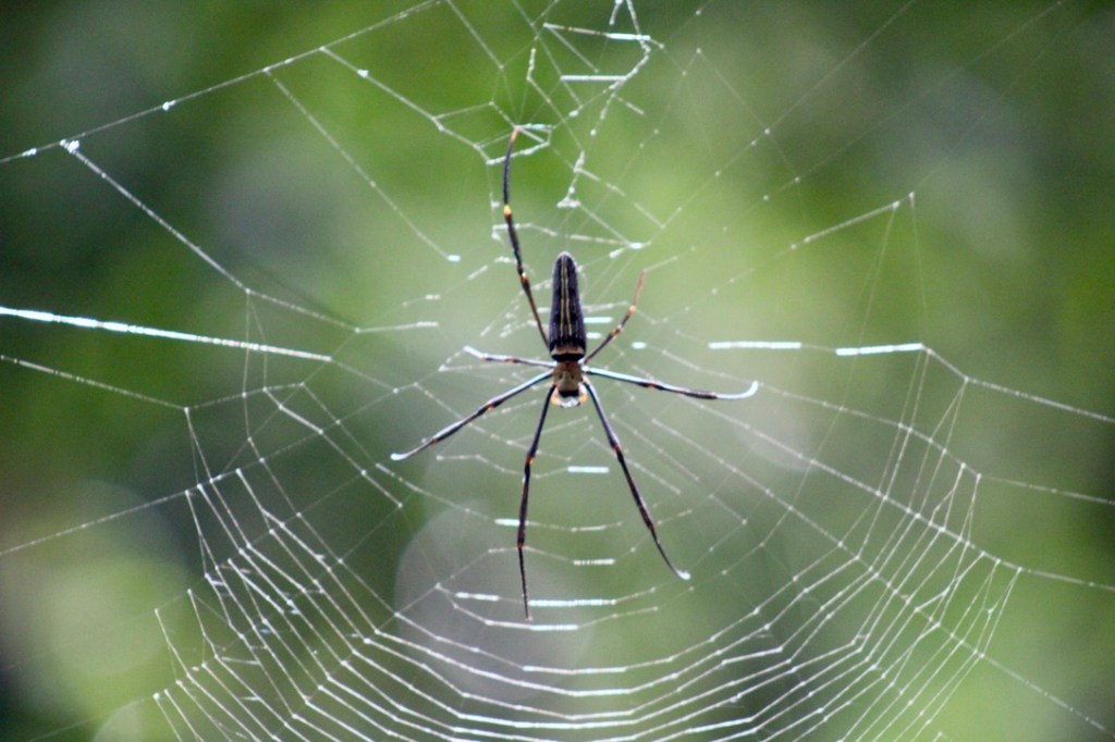 Birding and Plant Hunting in Singapore’s Last Virgin Rainforest