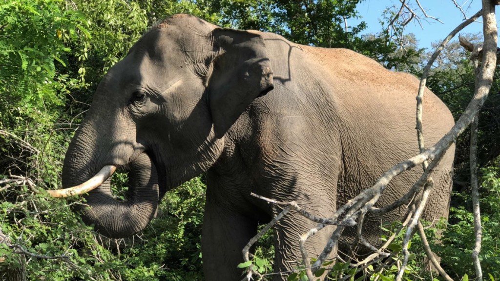 Sri Lanka (2017): Yala National Park