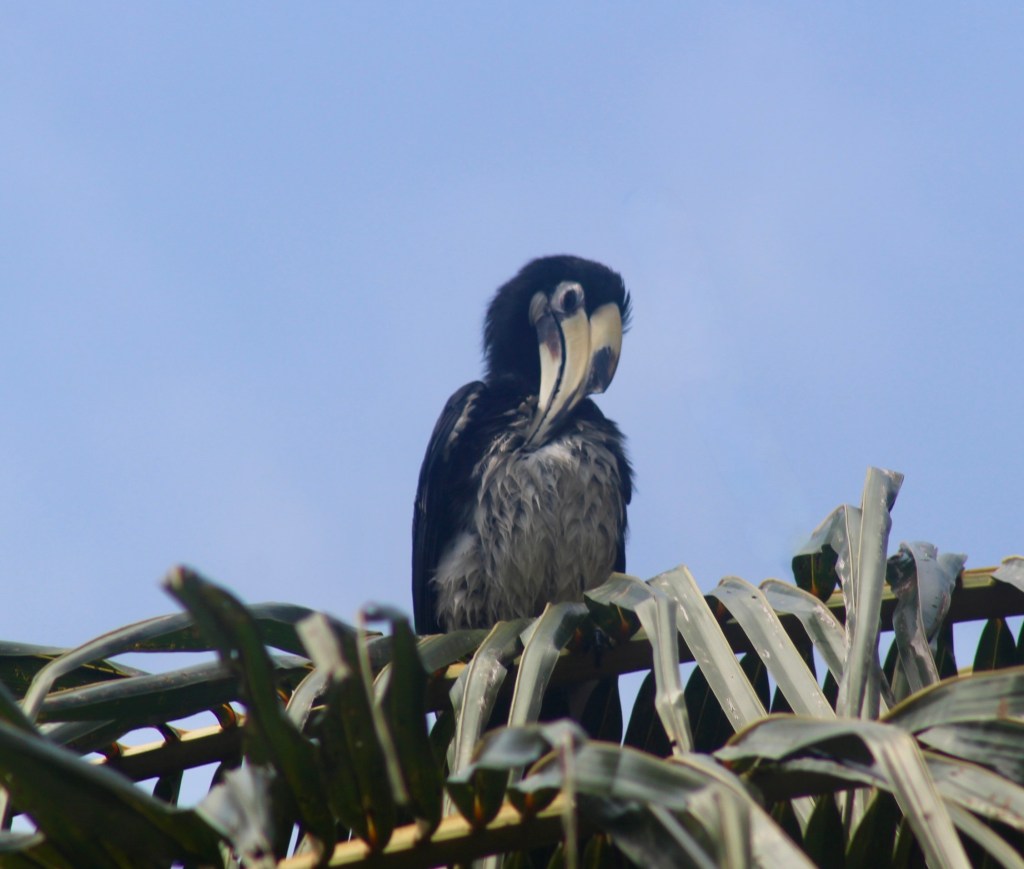 Half-Day Birding Jaunt to Pulau Ubin