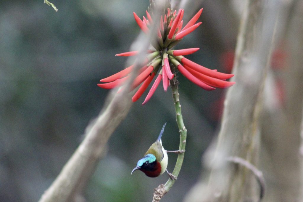 Birding Adventure at Tai Po Kau&nbsp;Forest!