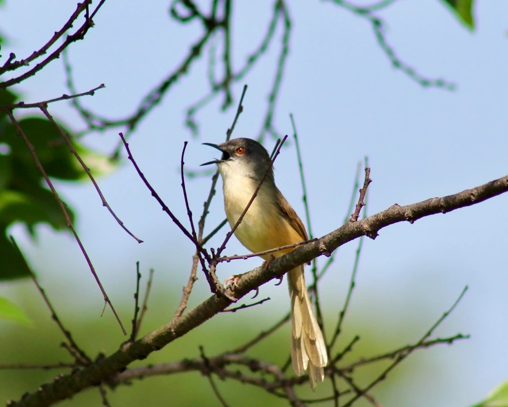 A Superb Birding Haul at Mai Po (Migratory Waders and More)