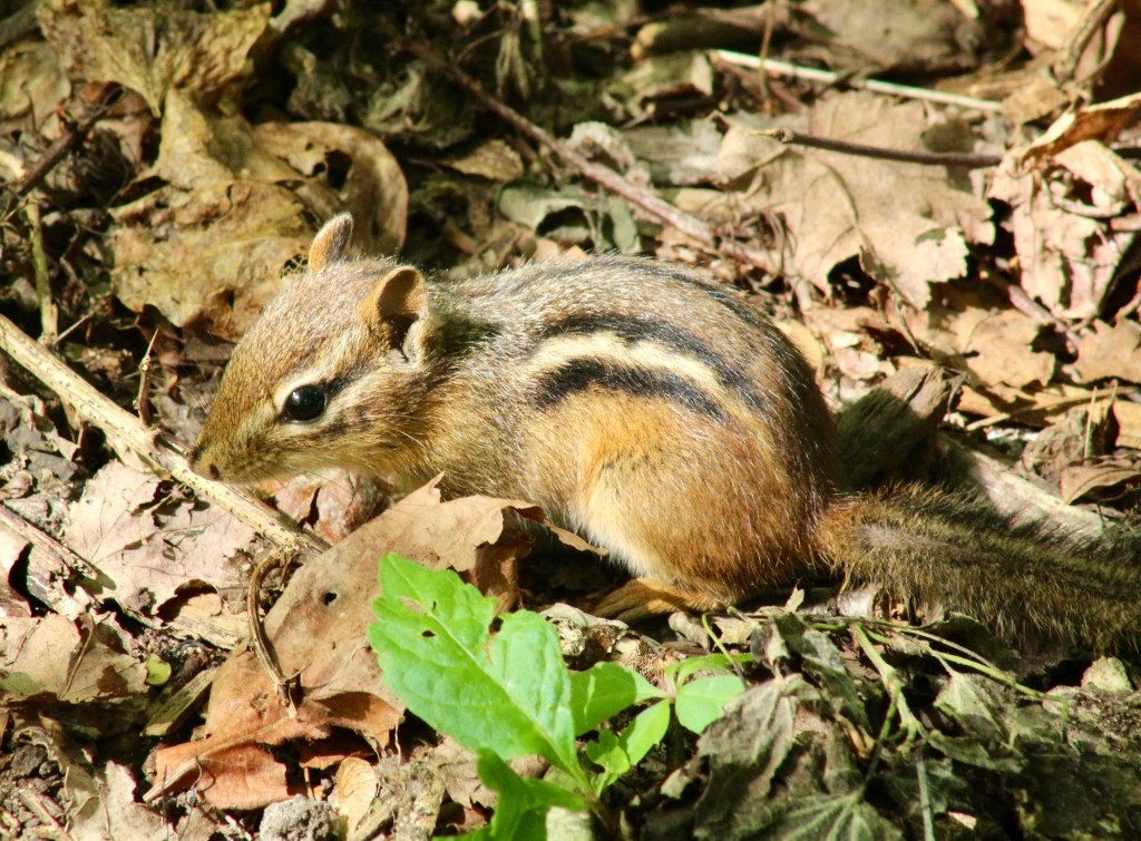 An Expedition to Mashomack Preserve: My First Birding Haul of the Summer