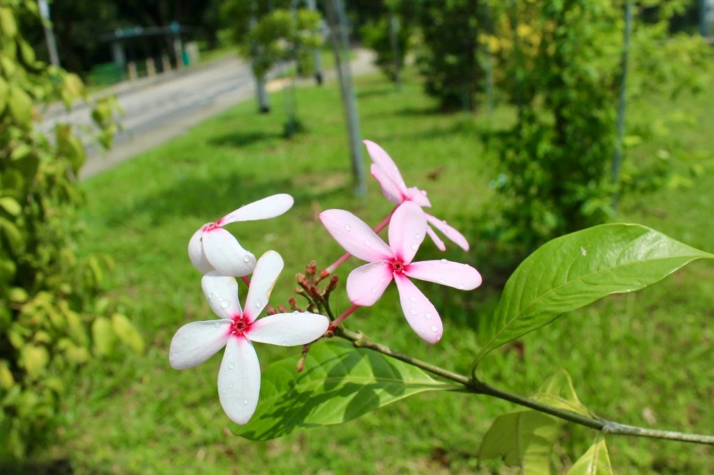 Wildlife Watching at Sungei Buloh Wetland Reserve (First Post From&nbsp;Singapore)