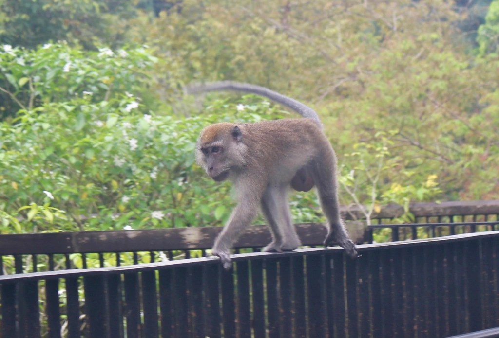 Seeking Out One of the World’s Rarest Monkeys (And Other Animals) In Thomson Nature&nbsp;Park