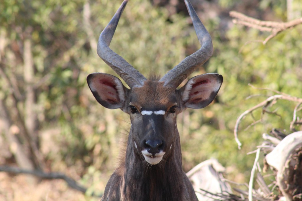 My Epic South African Safari! (2019)