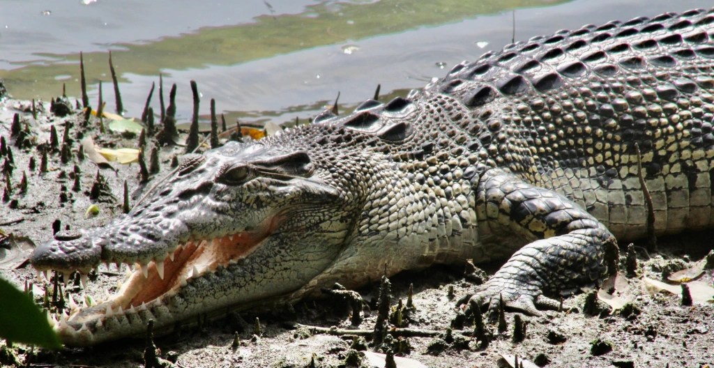 A Day of Wildlife Watching at Sungei Buloh (Owls, Otters, Crocodiles and Waders)