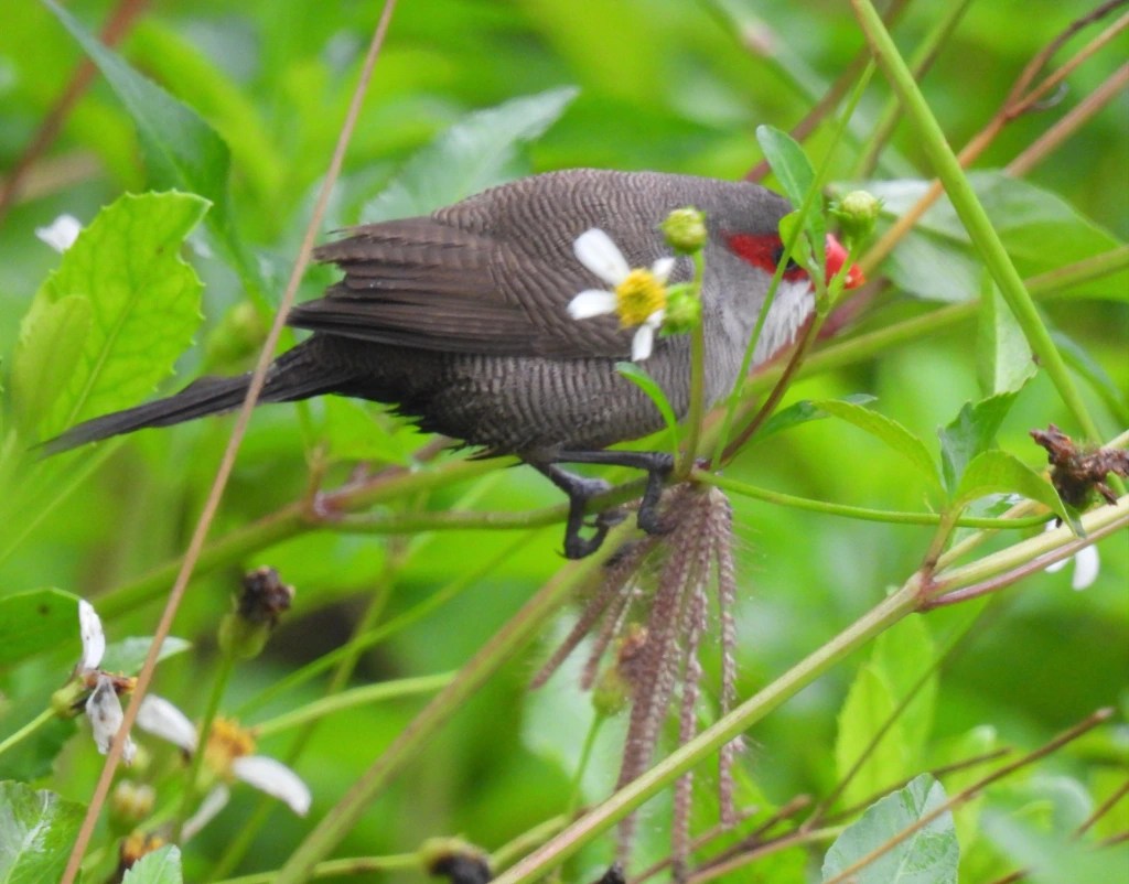 Short, Wet Birding Trip to Pasir Ris Farmway