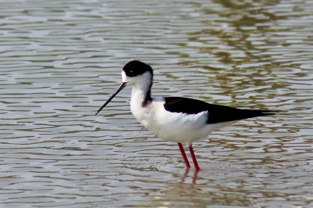 Birding Adventure at Long Valley, New&nbsp;Territories