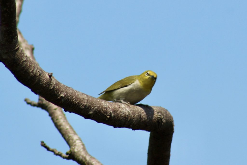 Birding Expedition to Mai Po Marshes