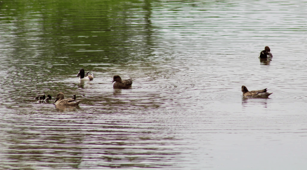 Exploring the Natural Wonders of Mai Po- Artificial Wetlands, Mangroves and Birdlife