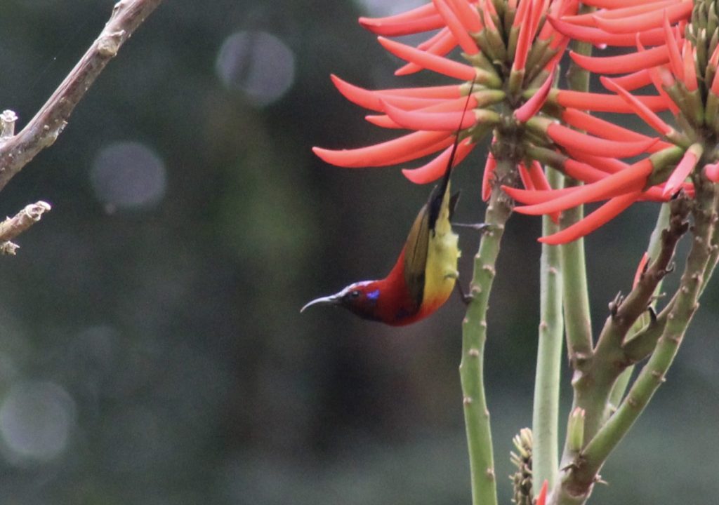 Mrs. Gould’s Sunbird and Forest Birding at Tai Po Kau