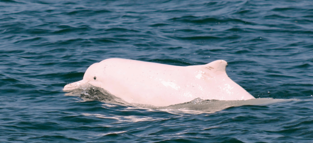 Pink Dolphin Watching Near Lantau Island (Feb 2020)