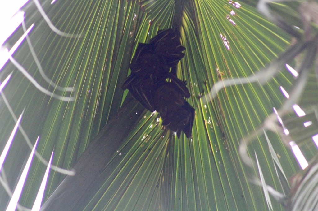 Searching for Fruit Bats in Downtown Hong Kong!
