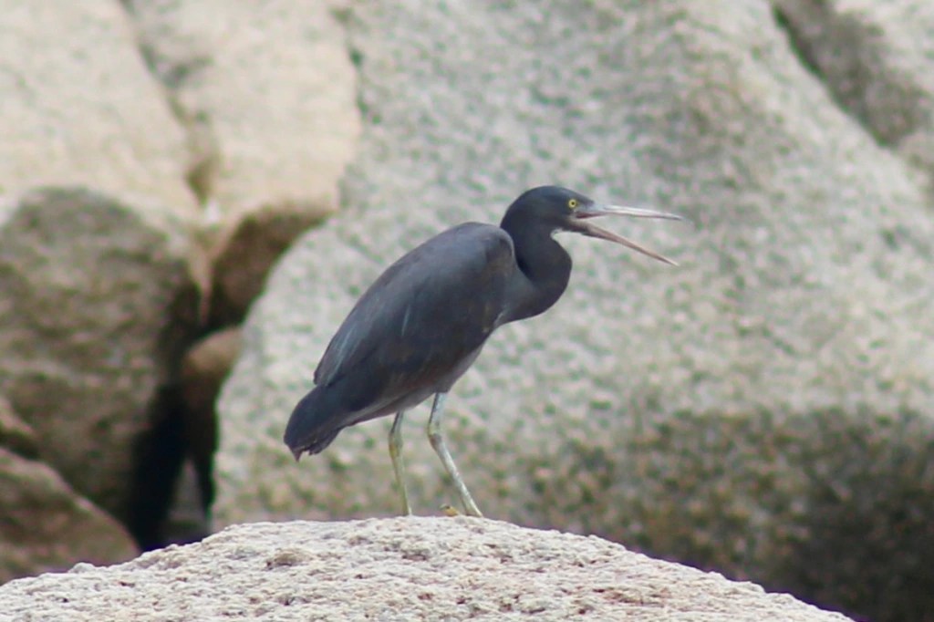 Birding Po Toi Island: Sea Eagles and Flycatchers