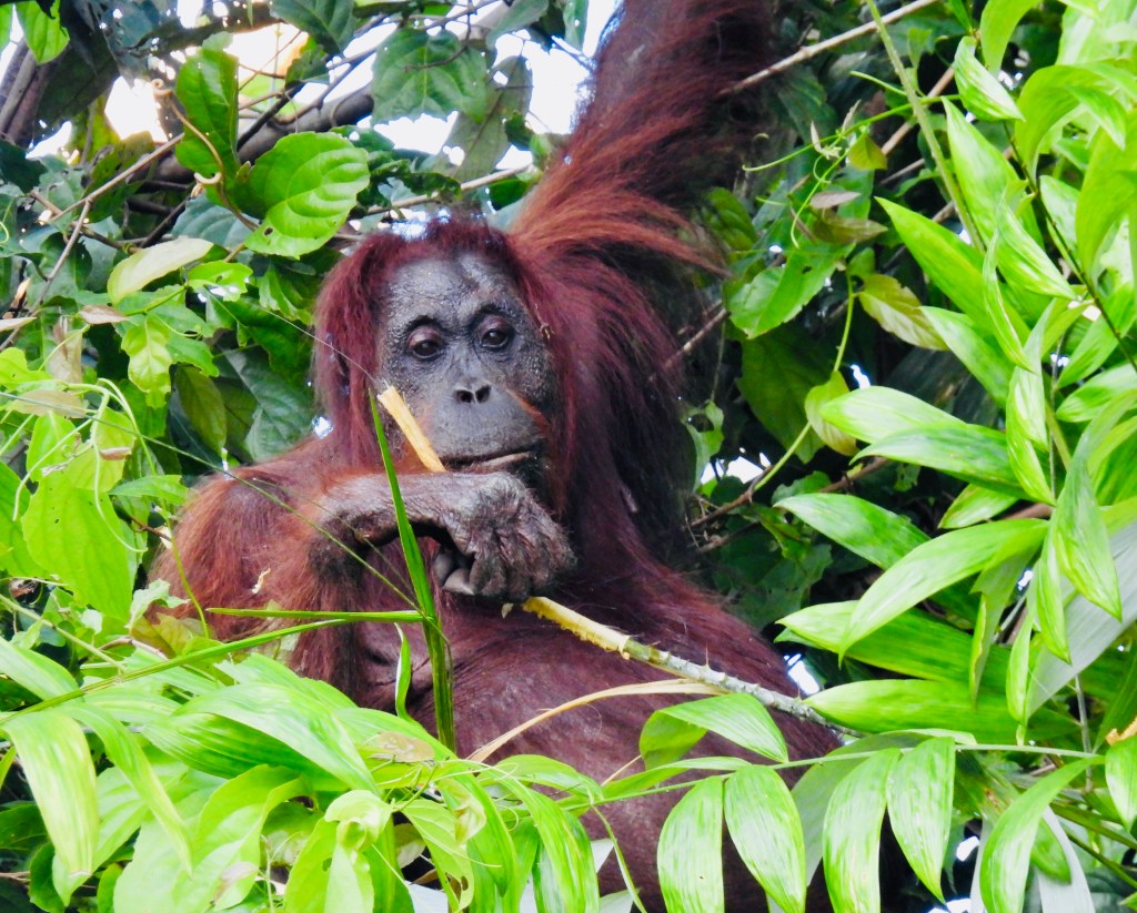 Borneo (2023): the Kinabatangan River