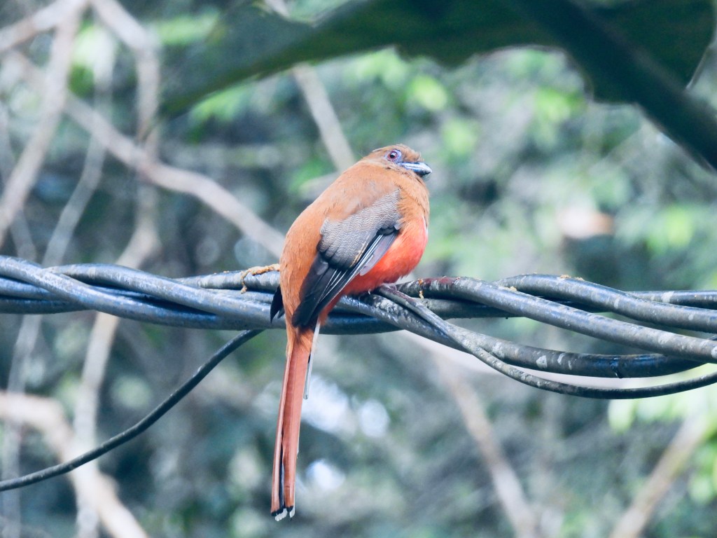 3 Day Birding Trip to Fraser’s Hill, Malaysia