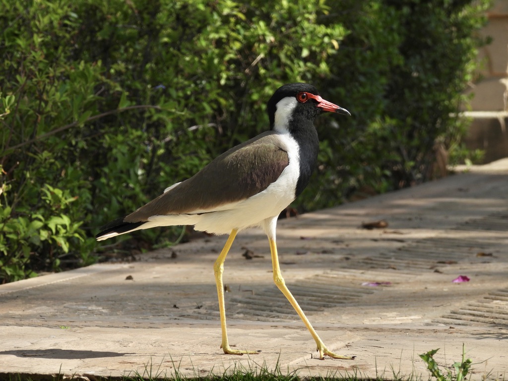 India (2024): Birding in Udaipur and&nbsp;Agra