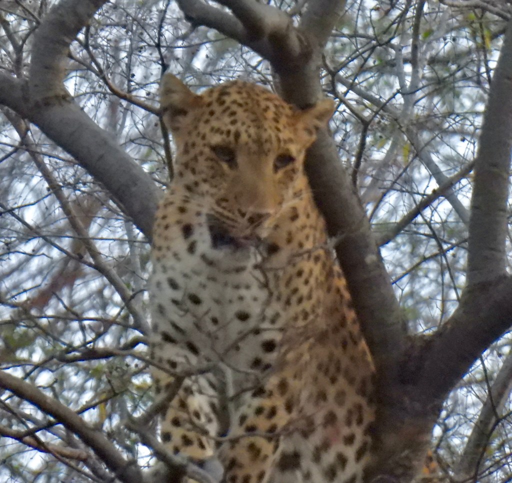 India (2024): Leopard Spotting in Amagarh Leopard&nbsp;Reserve