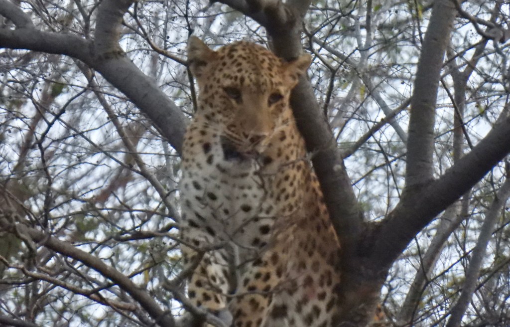India (2024): Leopard Spotting in Amagarh Leopard&nbsp;Reserve