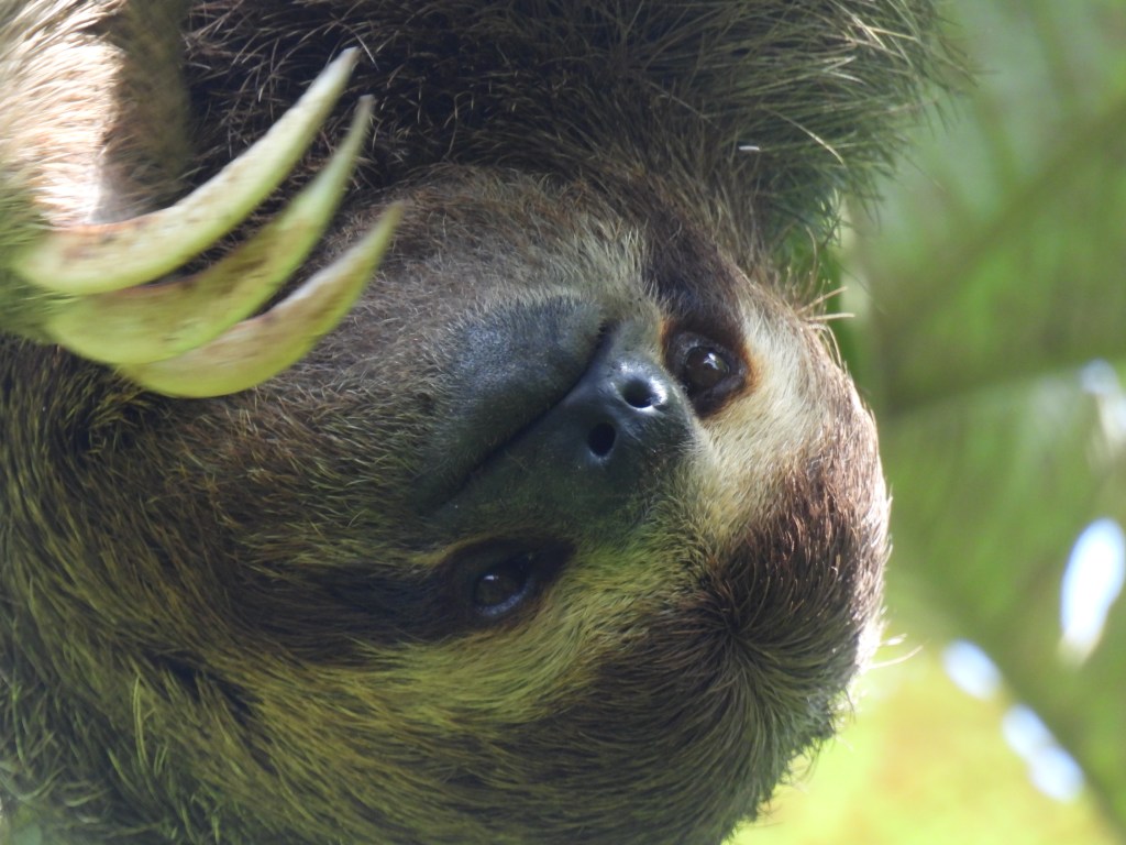 Costa Rica (2024): Quepos