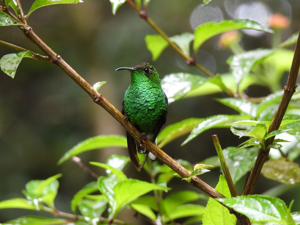 Costa Rica (2024): Monteverde