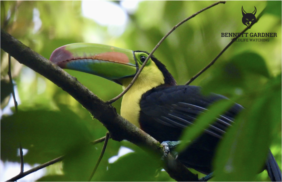 Costa Rica (2024): La Fortuna