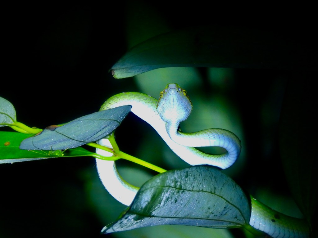 Two Weeks of Fruitful Night Walks Around Singapore