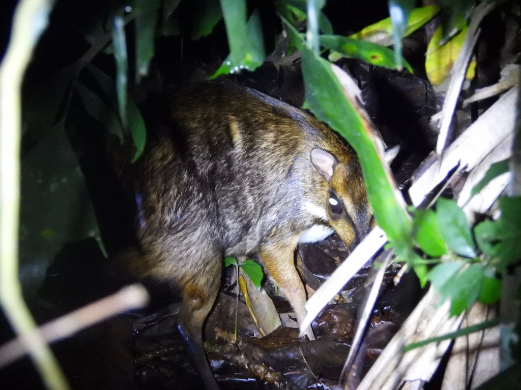 24 Hours of Birds and Mammals in Singapore’s Last Rural Oasis!