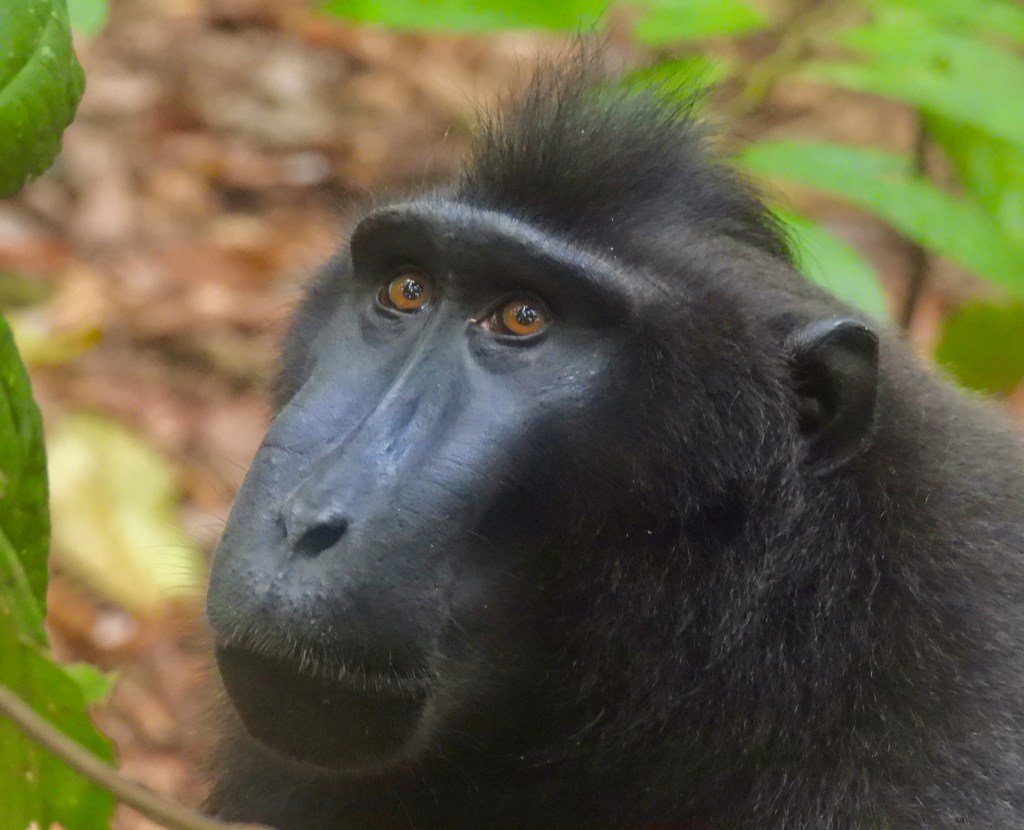 Sulawesi (2024): Tangkoko Nature&nbsp;Reserve