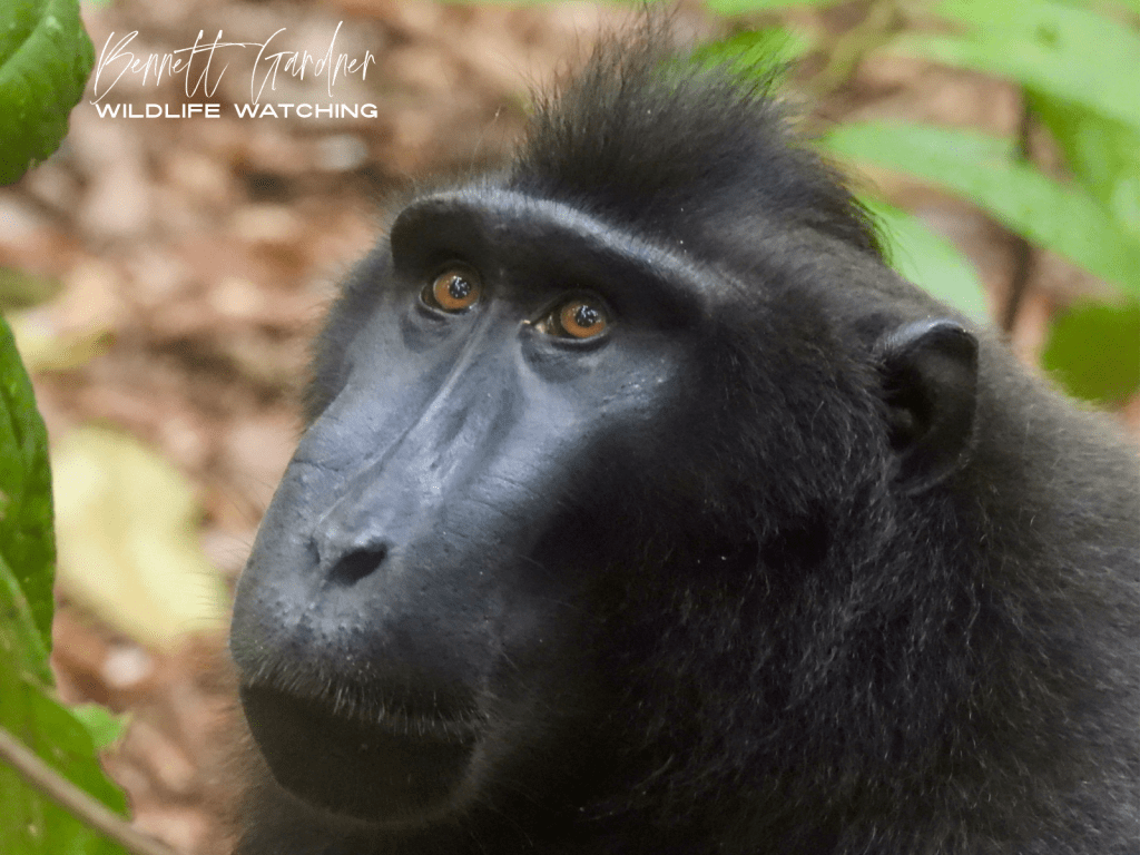 Sulawesi (2024): Tangkoko Nature Reserve