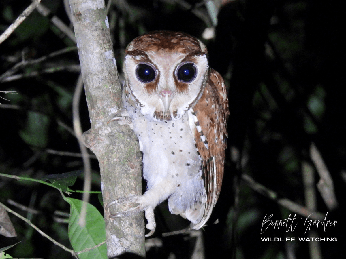 Four Days in the Sumatran Jungle&nbsp;(2024)