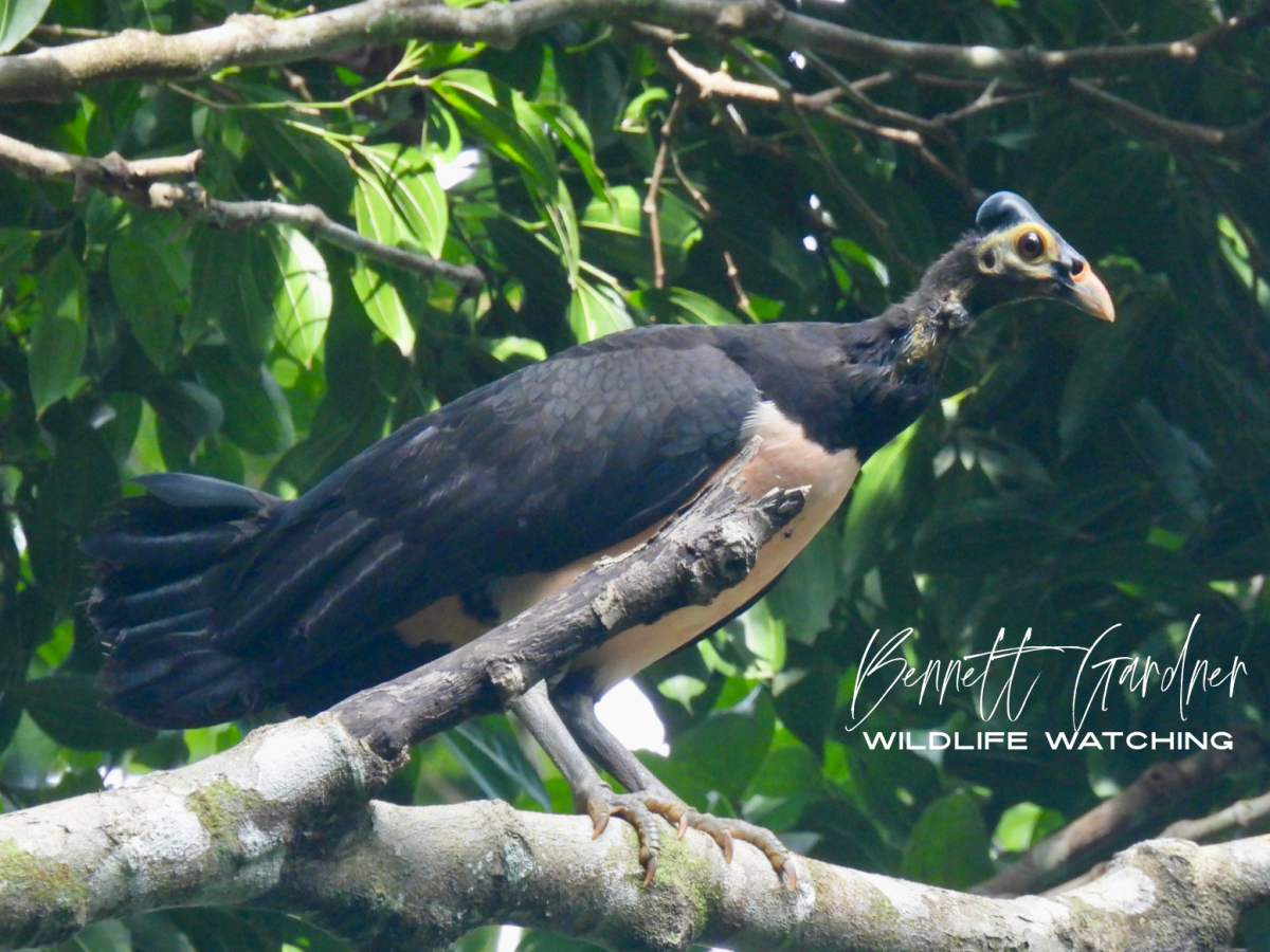 Sulawesi (2024): Hungayono&nbsp;Forest