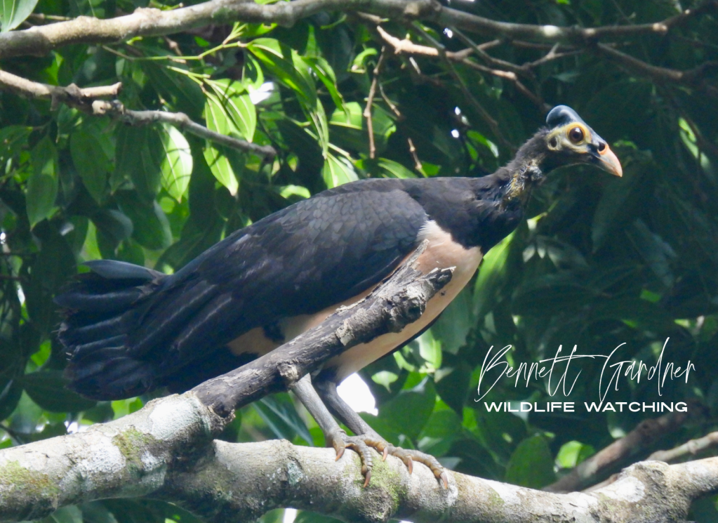 Sulawesi (2024): Hungayono Forest