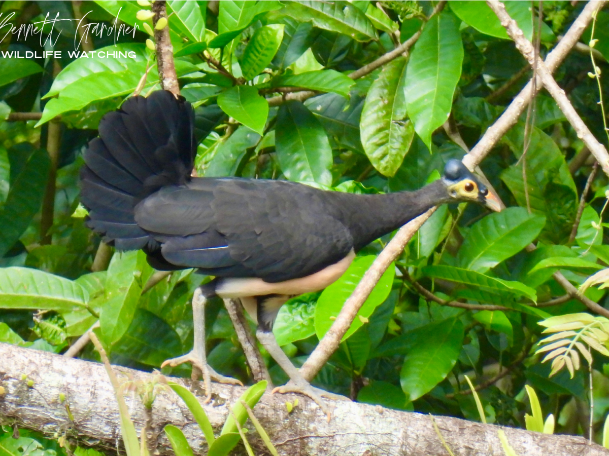 Sulawesi (2024): Hungayono&nbsp;Forest