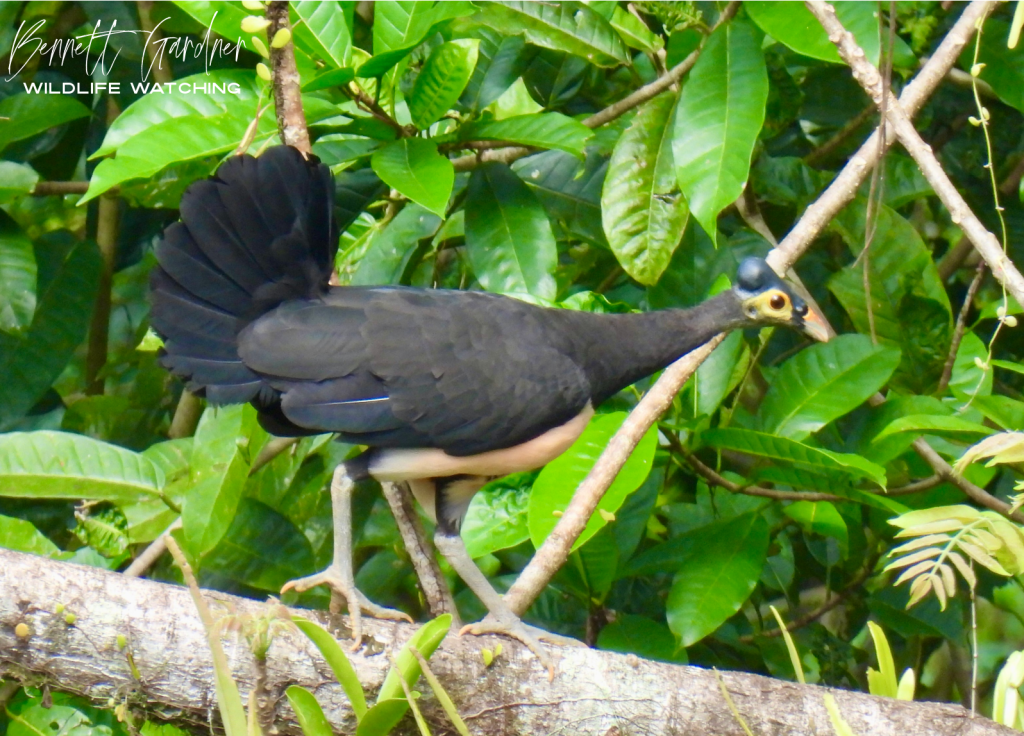 Sulawesi (2024): Hungayono&nbsp;Forest