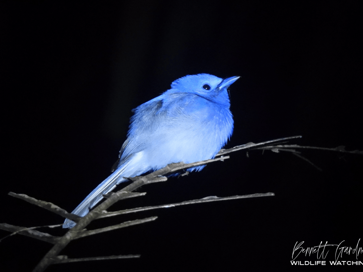 Sulawesi (2024): Nantu Forest&nbsp;Reserve