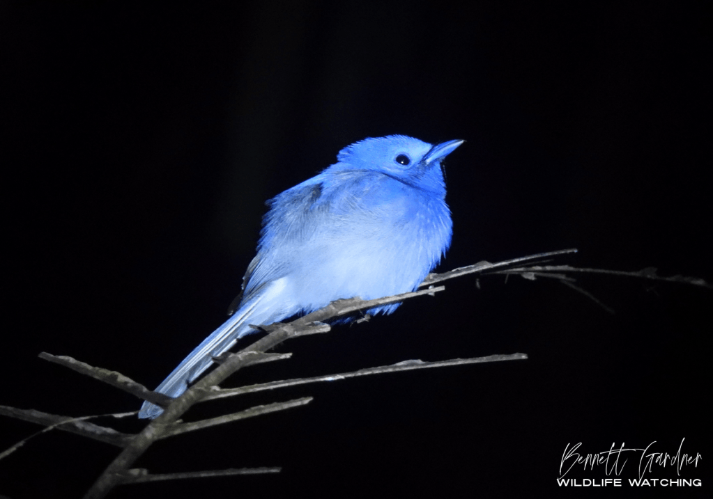 Sulawesi (2024): Nantu Forest Reserve