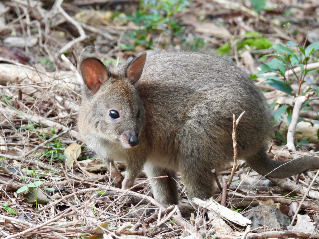 Exploring Australia’s Gondwana Rainforest (2025)