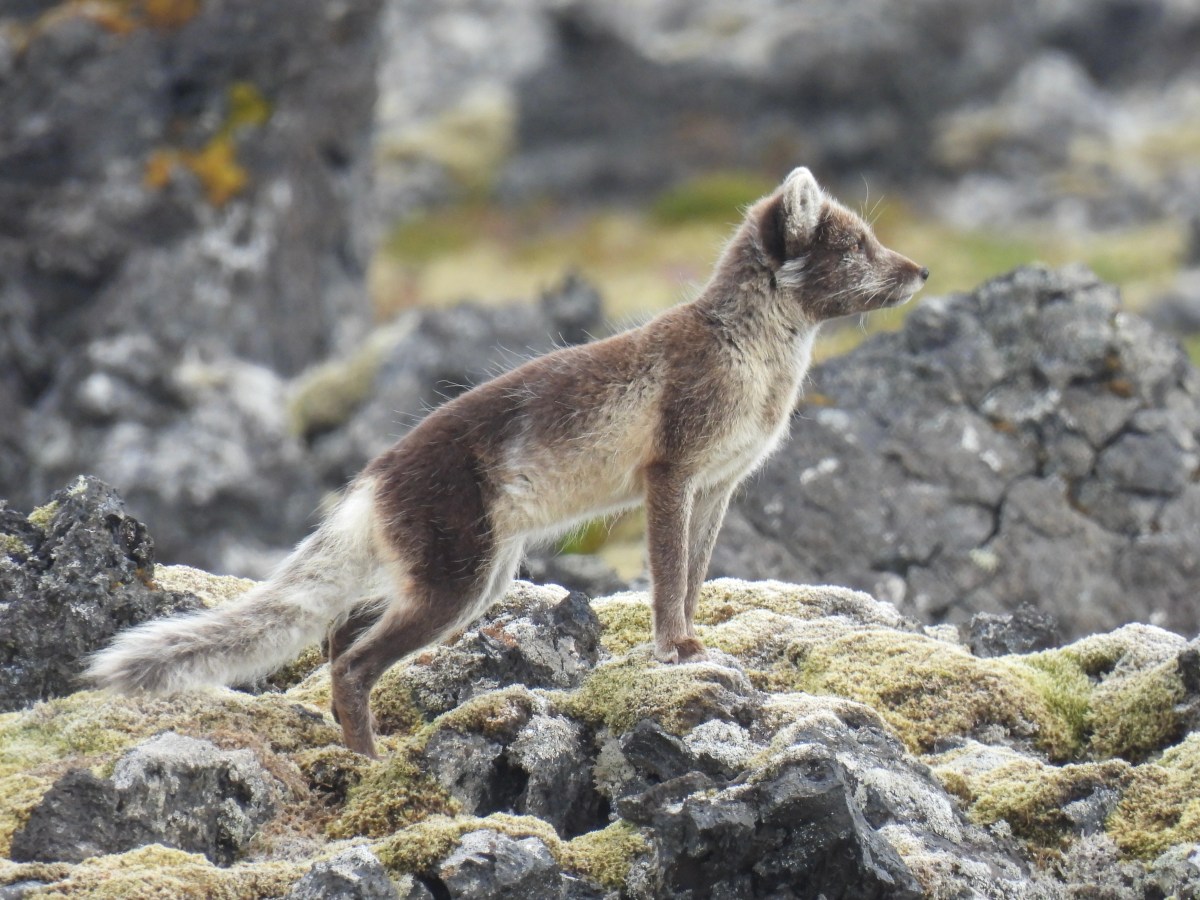Iceland: A Week in Europe’s Wildest Nation&nbsp;(2025)