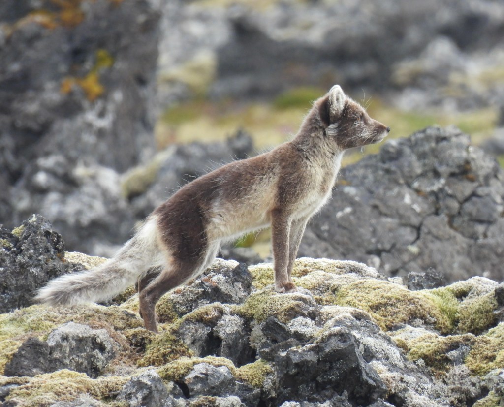 Iceland: A Week in Europe’s Wildest Nation&nbsp;(2025)