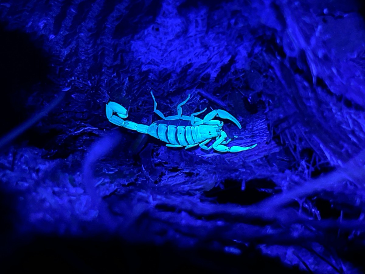 Scorching-Hot Wildlife Outing Through Paynes Prairie,&nbsp;Florida