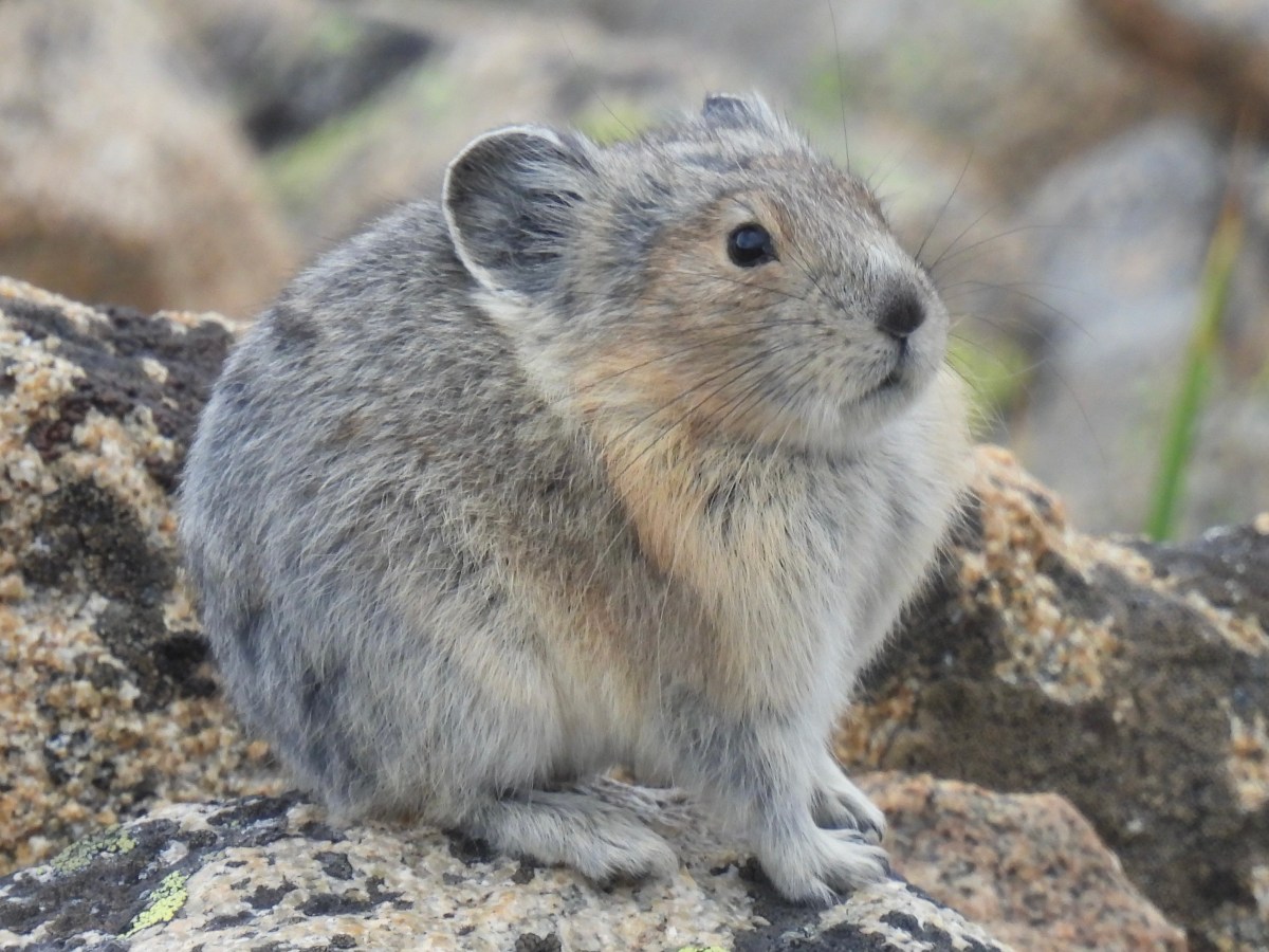 The Rugged & Remarkable Rockies of Colorado&nbsp;(2025)
