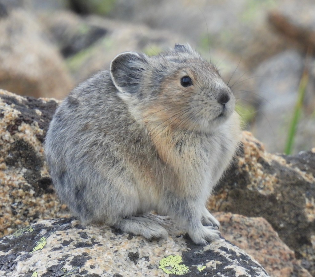 The Rugged & Remarkable Rockies of Colorado (2025)