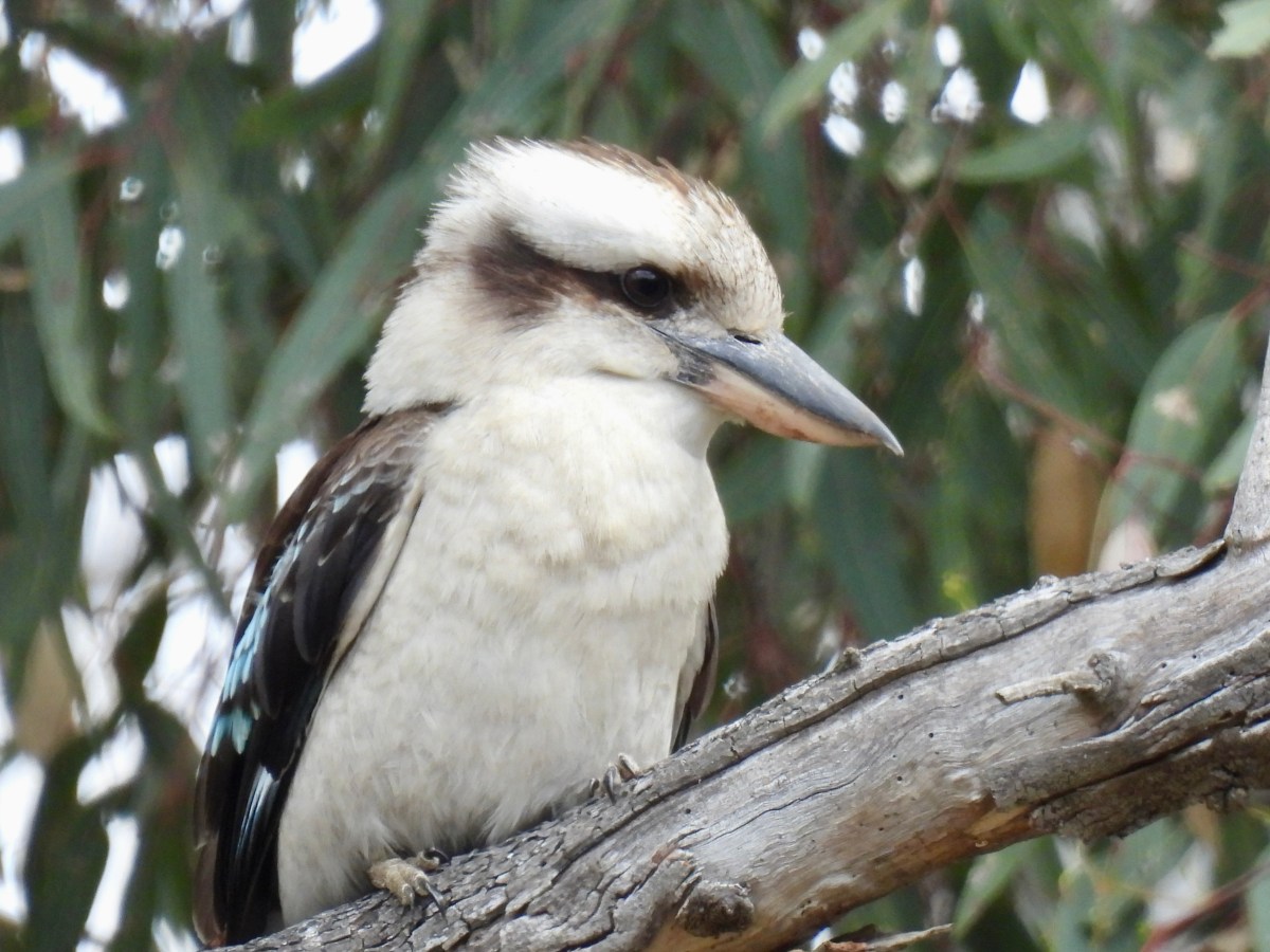 A Week of Wildlife in Southern Victoria, Australia&nbsp;(2024)