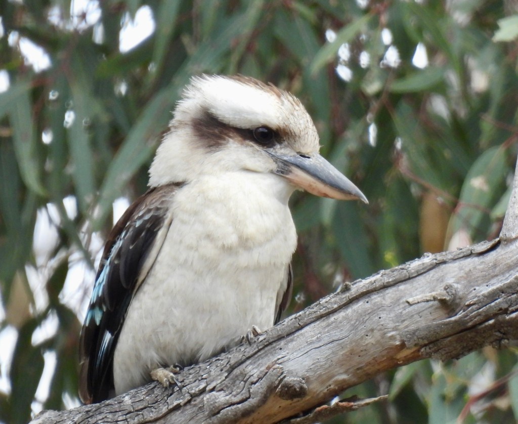 A Week of Wildlife in Southern Victoria, Australia&nbsp;(2024)