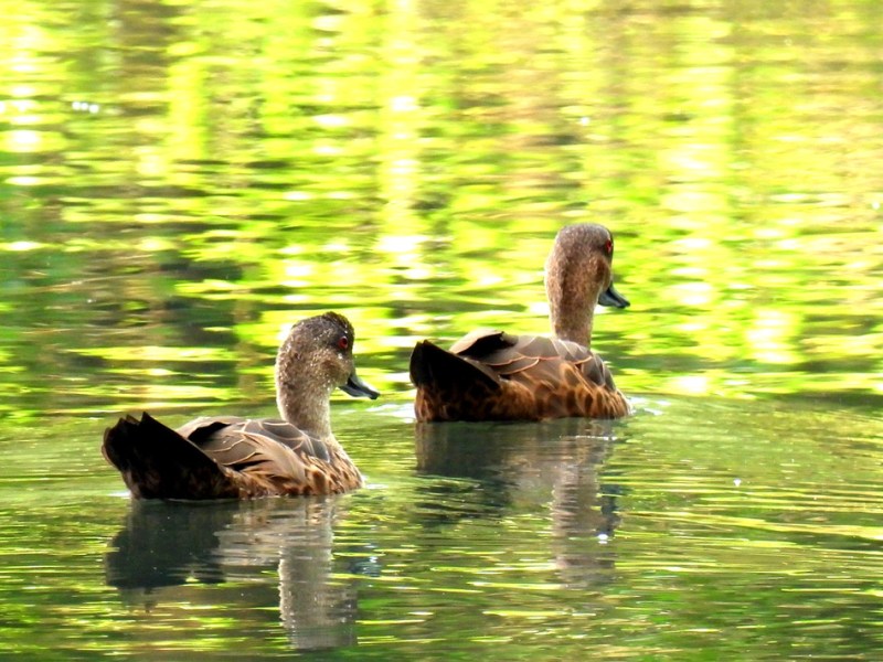 Birding in Jakarta, Indonesia&nbsp;(2026)