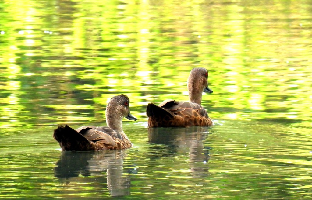 Birding in Jakarta, Indonesia (2026)